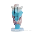 Magnified Human Anatomical Uterus Model Magnified Human Larynx Model Supplier